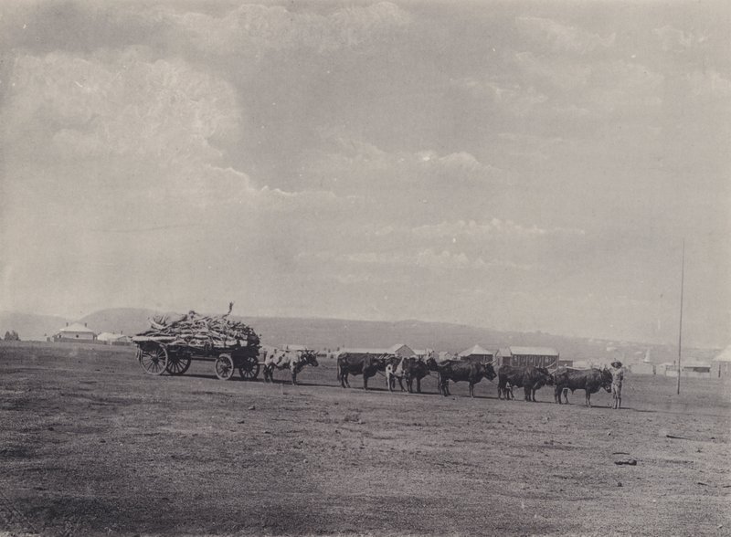 En oksevogn (s/hvitt bilde) av South African Photographer