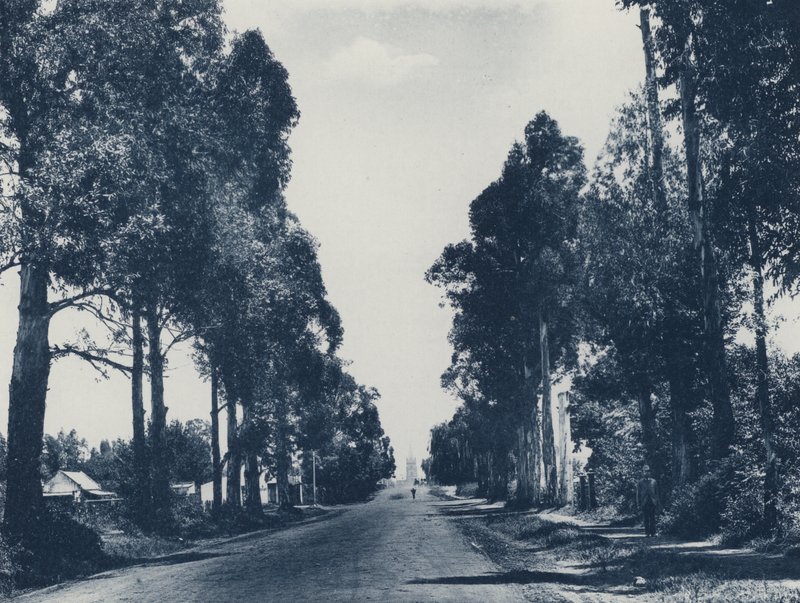 Avenue of Blue Gum Trees, Pretoria (s/hvitt bilde) av South African Photographer