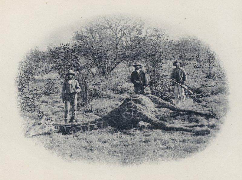 Storviltjakt i Transvaal (s/hvitt bilde) av South African Photographer