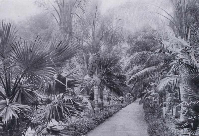 Palm Avenue, Botanic Gardens, Durban (s/hvitt-bilde) av South African Photographer