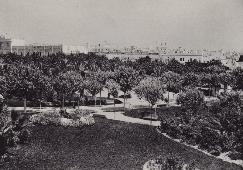 Cadiz: Parque Genoves (s/hvitt bilde) av Spanish Photographer