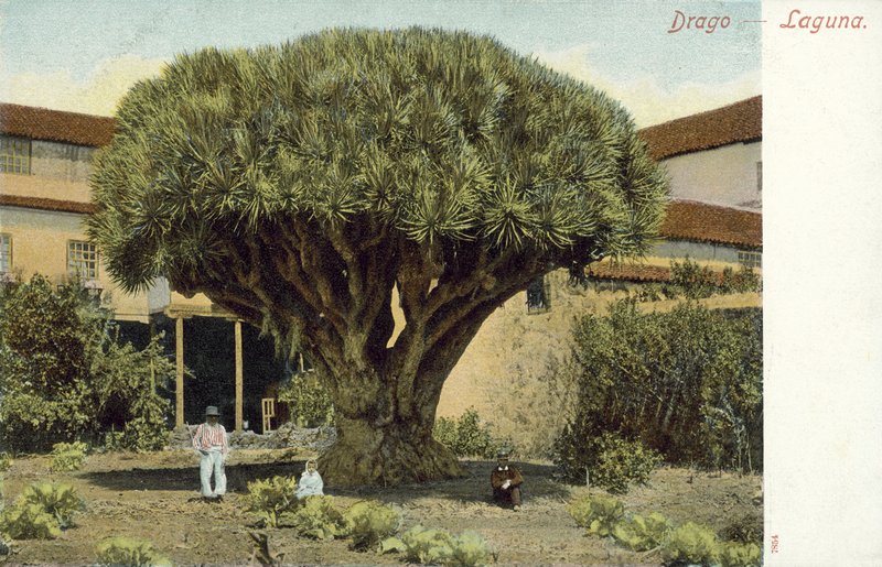 Dragetreet (fargebilde) av Spanish Photographer