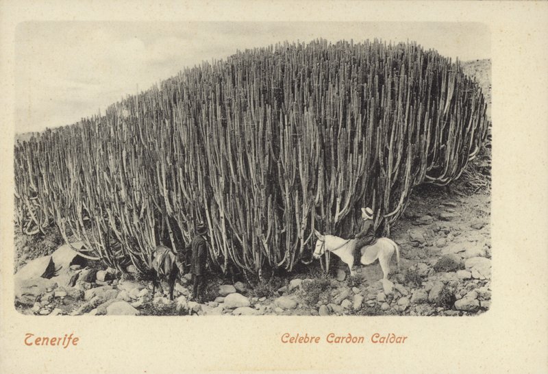 Menn som ser på den berømte kaktusen ved Cardon på Tenerife (s/h-bilde) av Spanish Photographer