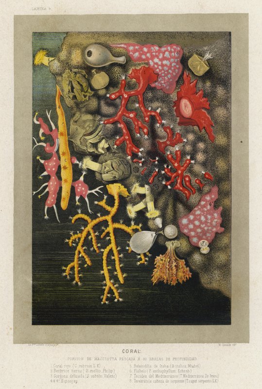Koraller (chromolitho) av Spanish School