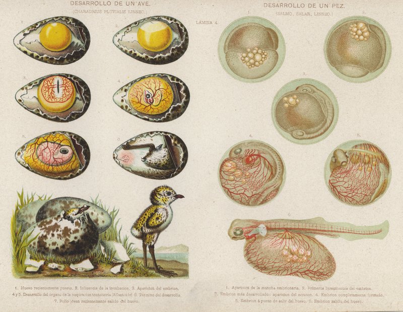 Utvikling av fugler og fisk fra eggene deres (chromolitho) av Spanish School