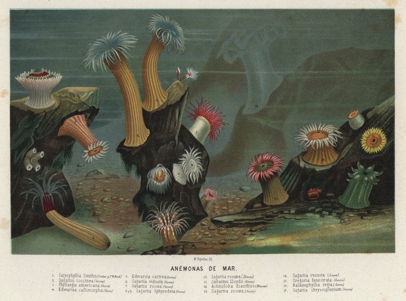 Sjøanemoner (chromolitho) av Spanish School