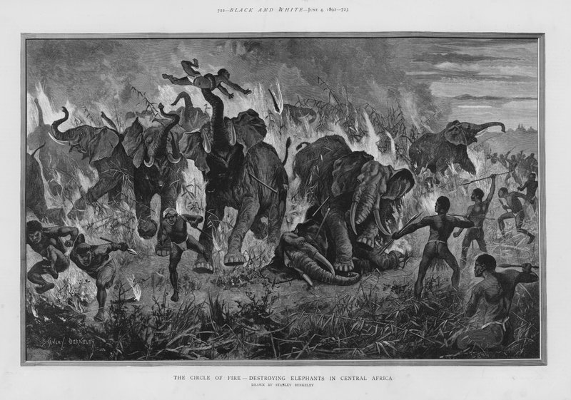 Ildsirkelen - ødelegger elefanter i Sentral-Afrika (litho) av Stanley (after) Berkeley