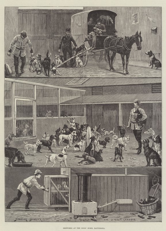 Skisser på hundehjemmet, Battersea av Stanley Berkeley