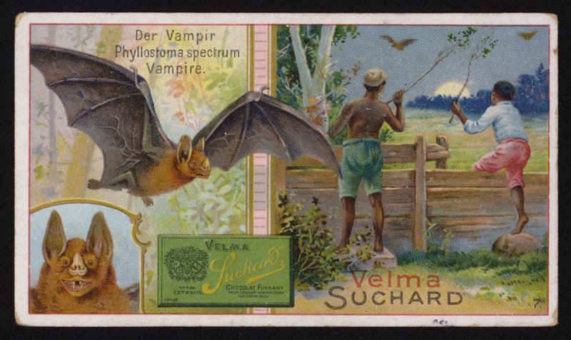 Vampyr flaggermus (chromolitho) av Swiss School