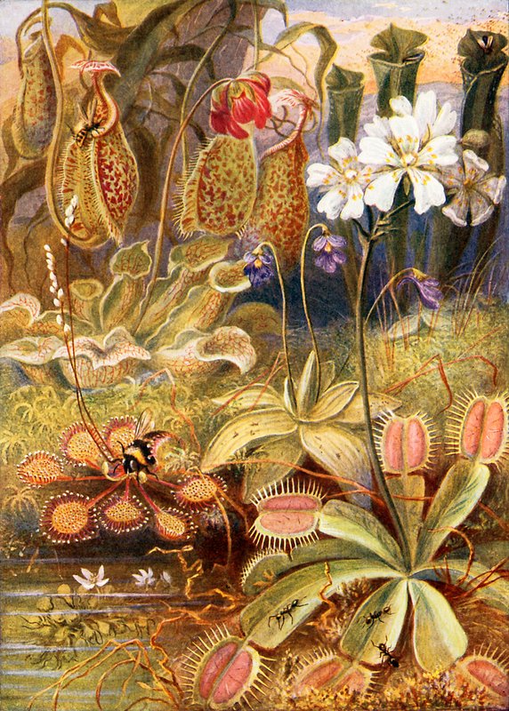 En gruppe kjøttetende planter, illustrasjon fra "Wonders of Land and Sea" av Graeme Williams av Theobald Carreras