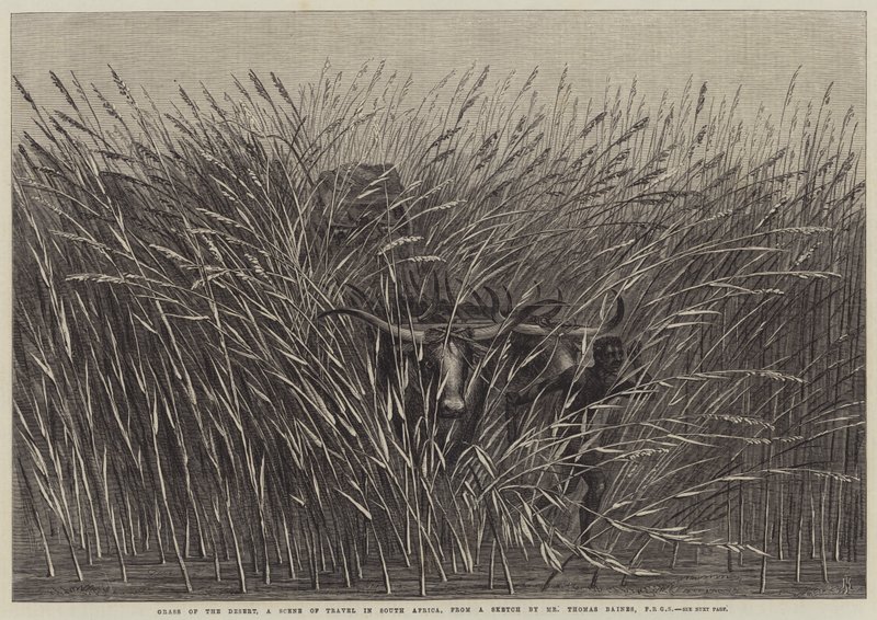 Grass of the Desert, en reisescene i Sør-Afrika av Thomas Baines