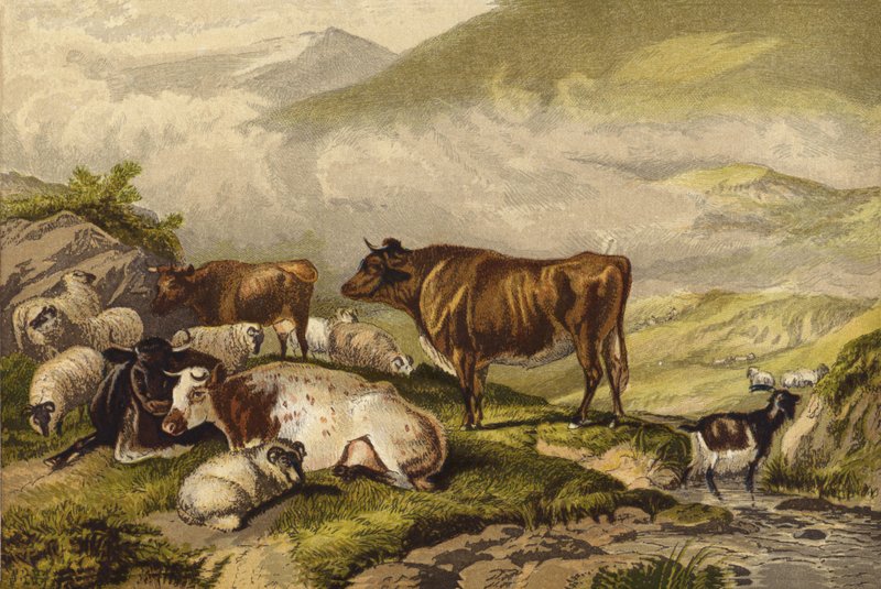 Kveg av Thomas Sidney Cooper