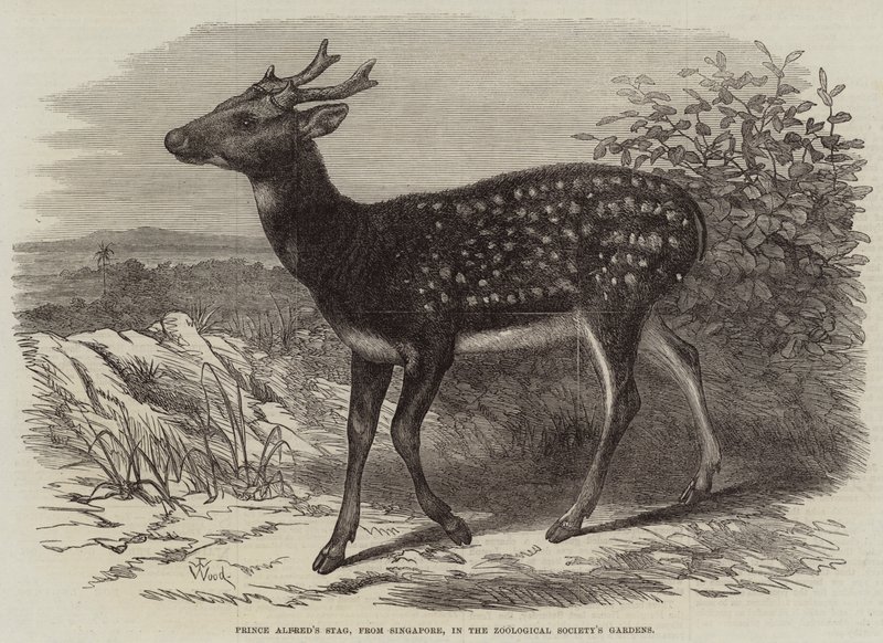 Prince Alfred's Stag, fra Singapore, i Zoological Society's Gardens av Thomas W. Wood