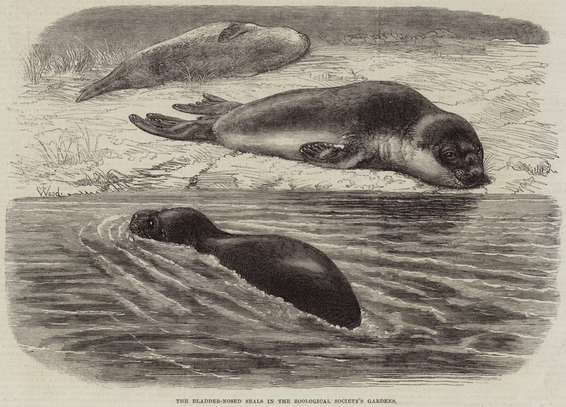 Blære-neseselene i Zoologisk Forenings hager av Thomas W. Wood