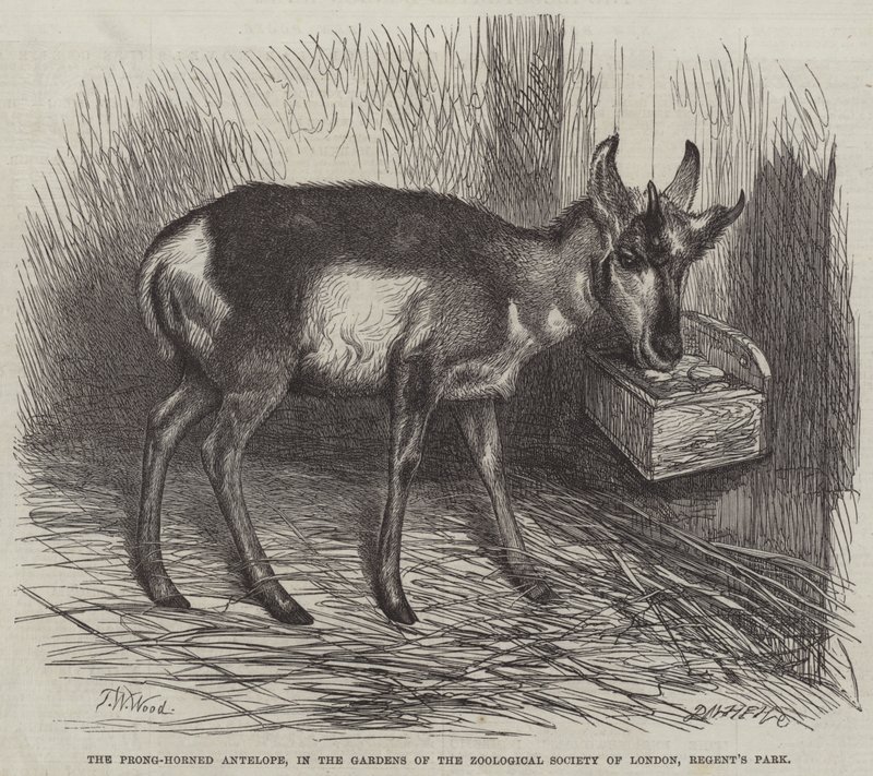 The Prong-Horned Antilope, i Gardens of the Zoological Society of London, Regent