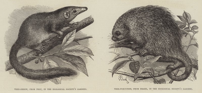 The Tree Shrew og Tree Piggsvin av Thomas W. Wood