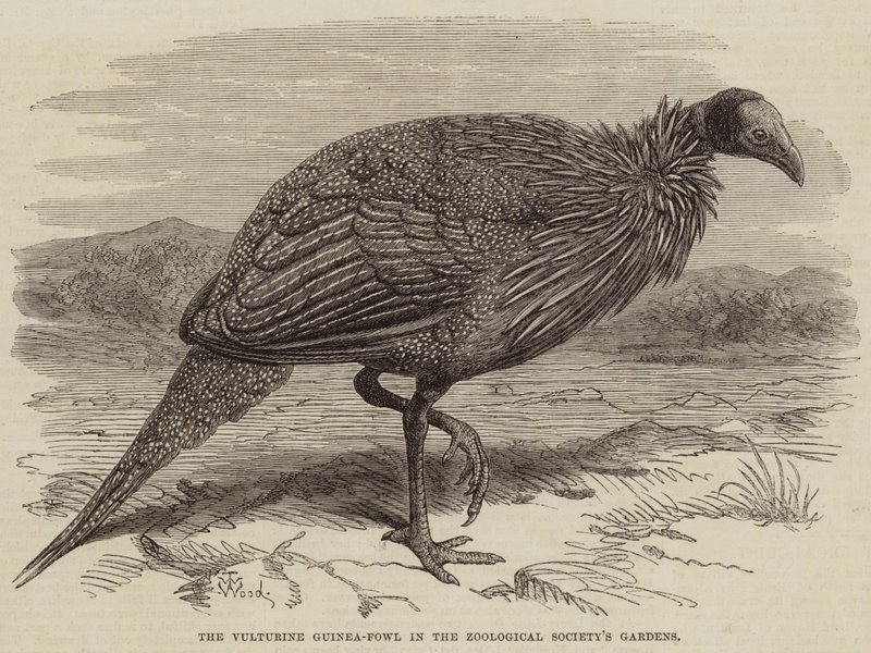 The Vulturine Guinea-Fowl i Zoological Society