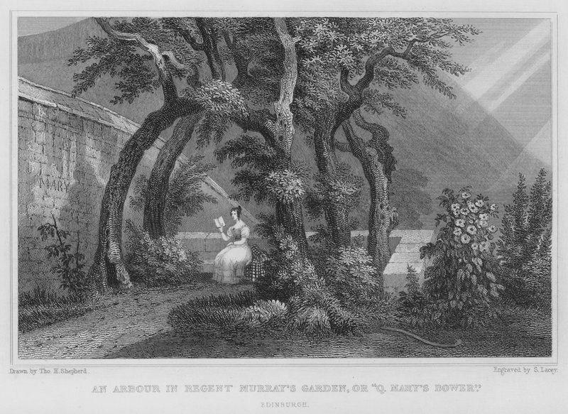 En arbor i Regent Murray