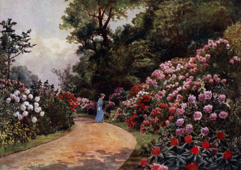 Kew Gardens: The Rhododendron Walk (farge litho) av Thomas Mower Martin
