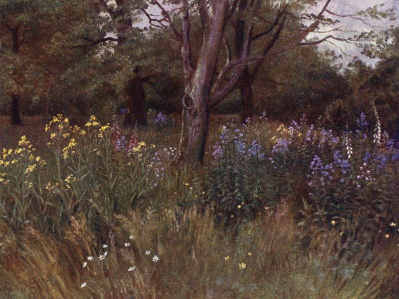 Kew Gardens: Wild Flowers in the Beech Woods (farge litho) av Thomas Mower Martin