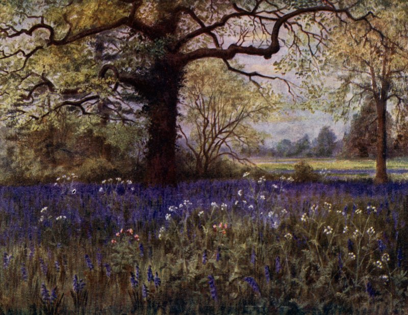 Kew Gardens: Wild Hyacinths (farge litho) av Thomas Mower Martin