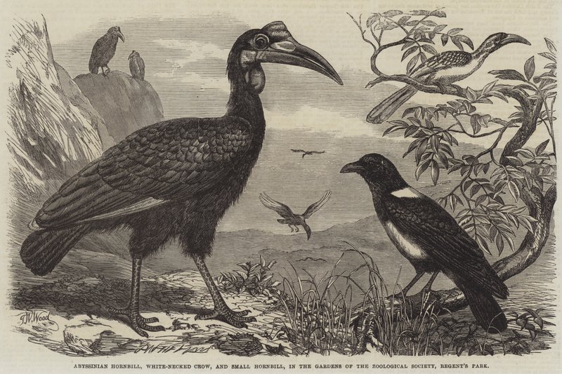 Abyssinian Hornbill, White-necked Crow og Small Hornbill, i Gardens of the Zoological Society, Regent