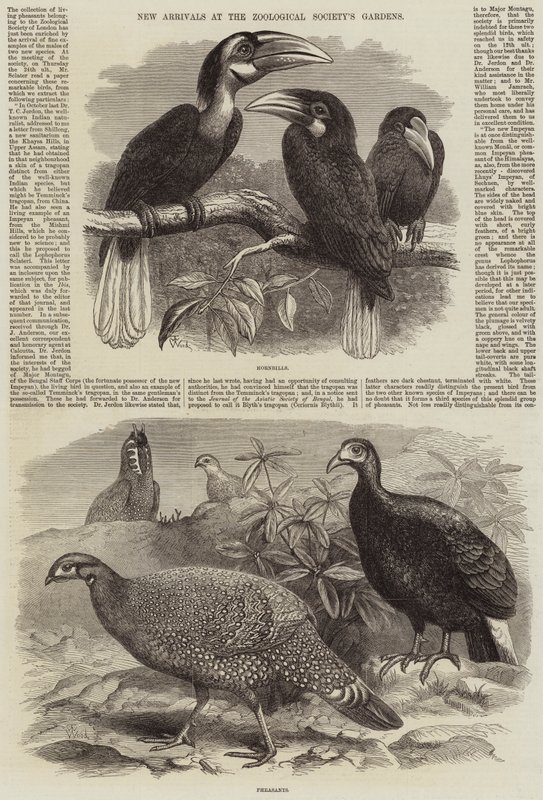 Nye ankomster til Zoologisk Forenings hager av Thomas W. Wood