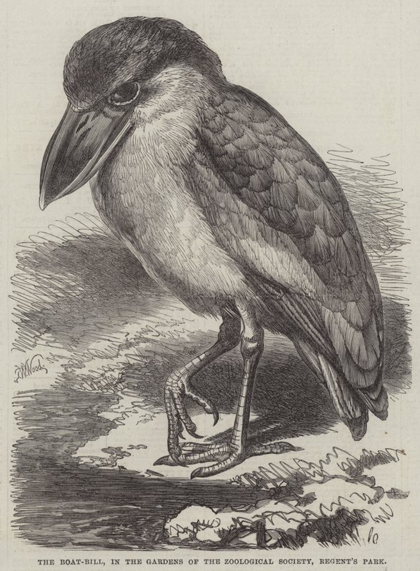 The Boat-Bill, i Gardens of the Zoological Society, Regent