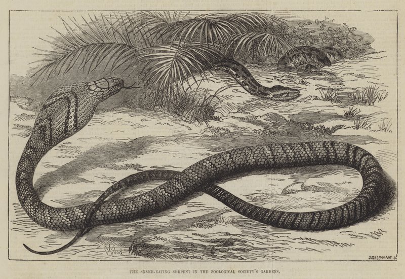Den slangespisende slangen i Zoologisk Forenings hager av Thomas W. Wood