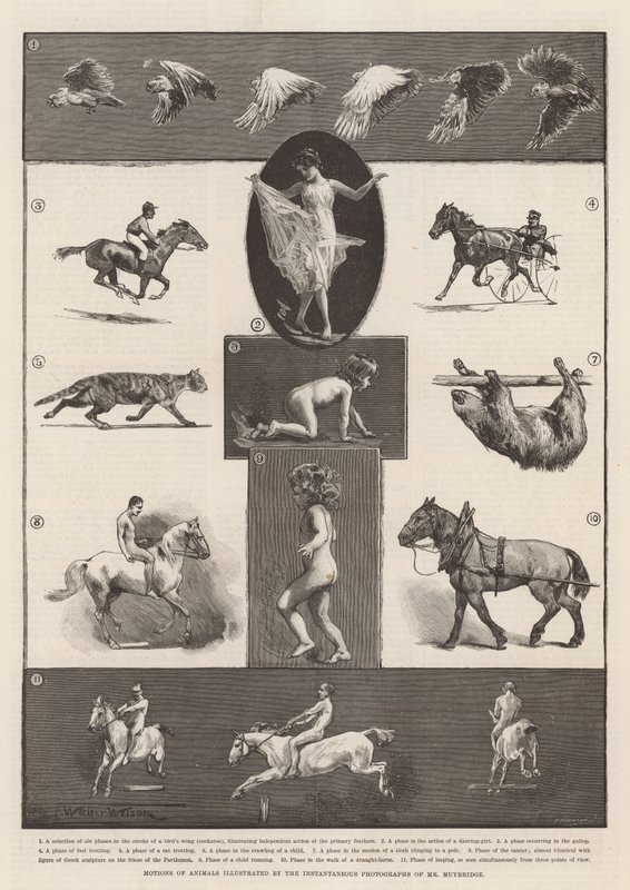 Bevegelser av dyr illustrert av øyeblikkelige fotografier av Mr Muybridge av Thomas Walter Wilson