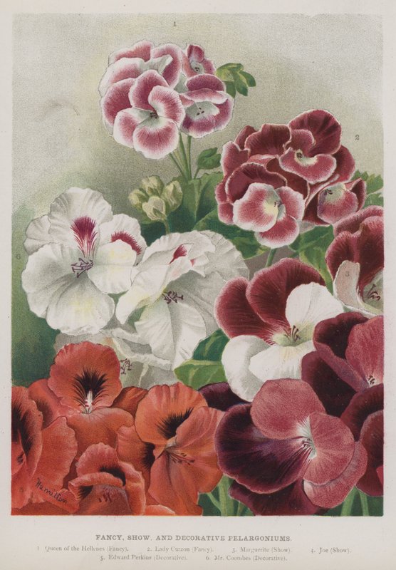 Fancy, show og dekorative pelargonier av Unbekannt Unbekannt