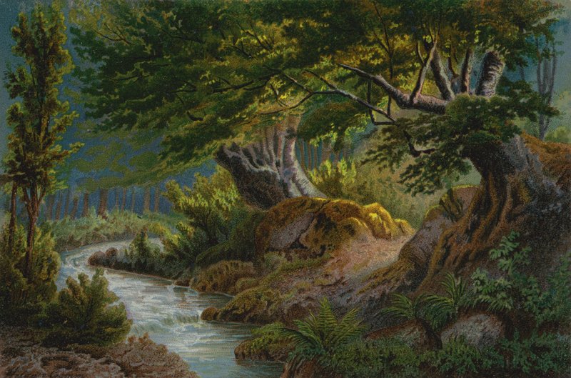 Skog ved Les Plans av Unbekannt Unbekannt