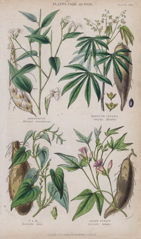 Pilrot; Maniok eller kassava; Yam; Søtpotet (farget gravering) av W. Fitch