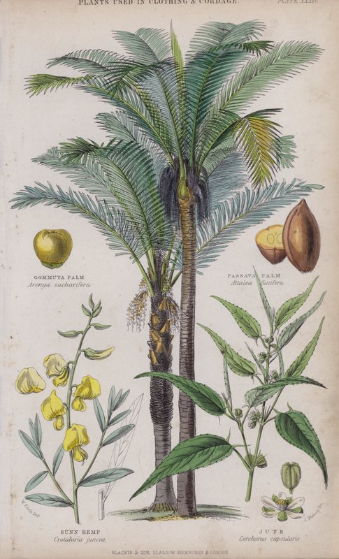Gommuta Palm; Passava Palm; Sunn Hemp; Jute (farget gravering) av W. Fitch