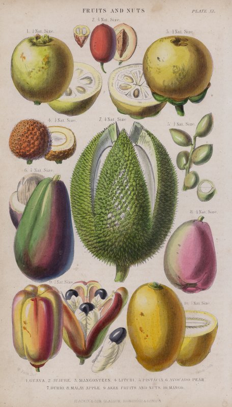Guava; Jujube; Mangostan; Litchi; Pistacia; Avokado pære; Durio; malaysisk eple; Akee frukt og nøtter; Mango (farget gravering) av W. Fitch