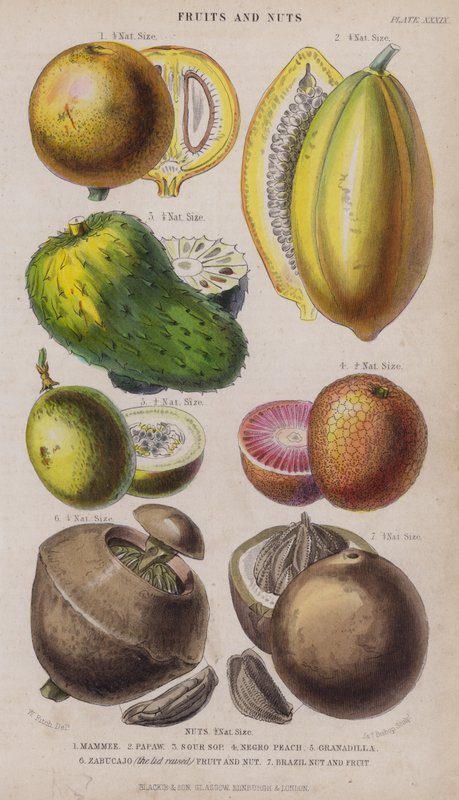 Mammee; Papaw; Sur Sop; Negro Peach; Granadilla; Zabucajo (lokket hevet) Frukt og nøtter; Paranøtter og frukt (farget gravering) av W. Fitch