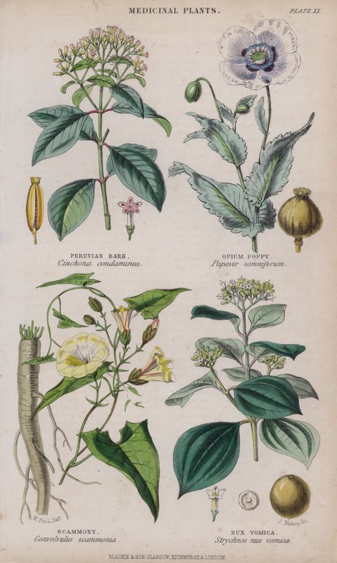 peruansk bark; Opiumsvalmue; Scammony; Nux Vomica (farget gravering) av W. Fitch