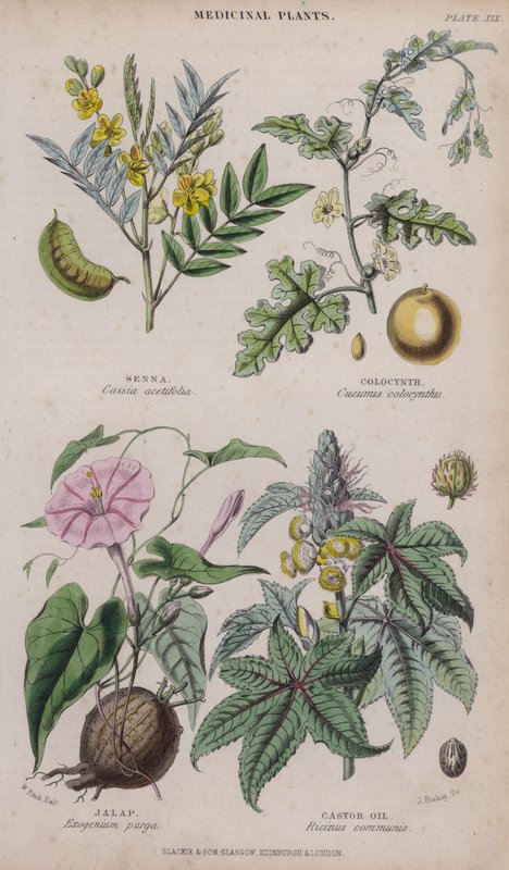Senna; Colocynth; Jalap; Castor Oil (farget gravering) av W. Fitch