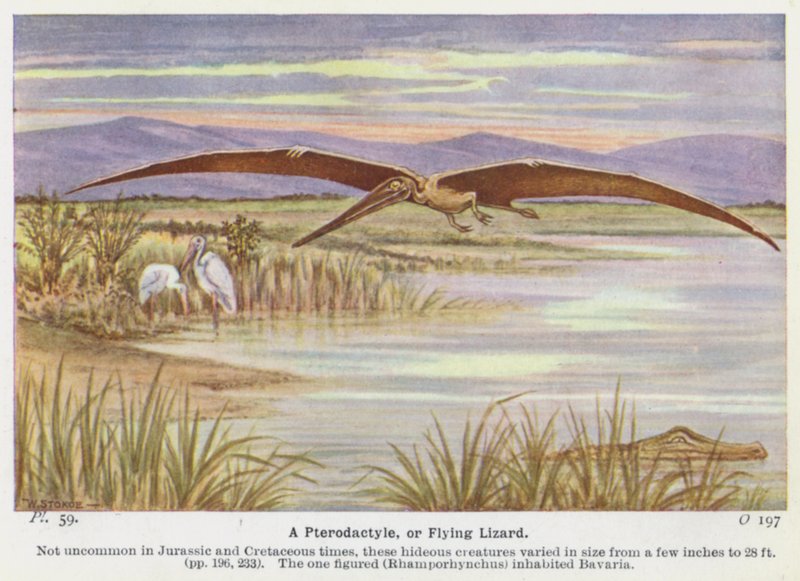En Pterodactyle, eller Flying Lizard (farge litho) av W. J. Stokoe