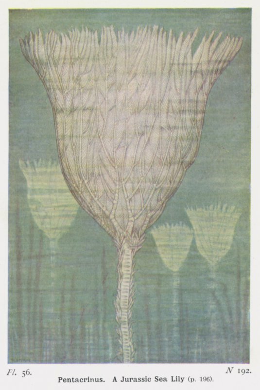 Pentacrinus, A Jurassic Sea Lily (farge litho) av W. J. Stokoe