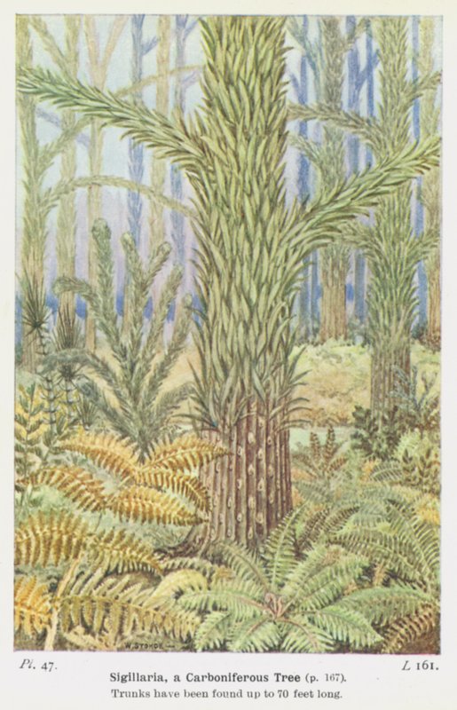 Sigillaria, et karbontre (farge litho) av W. J. Stokoe