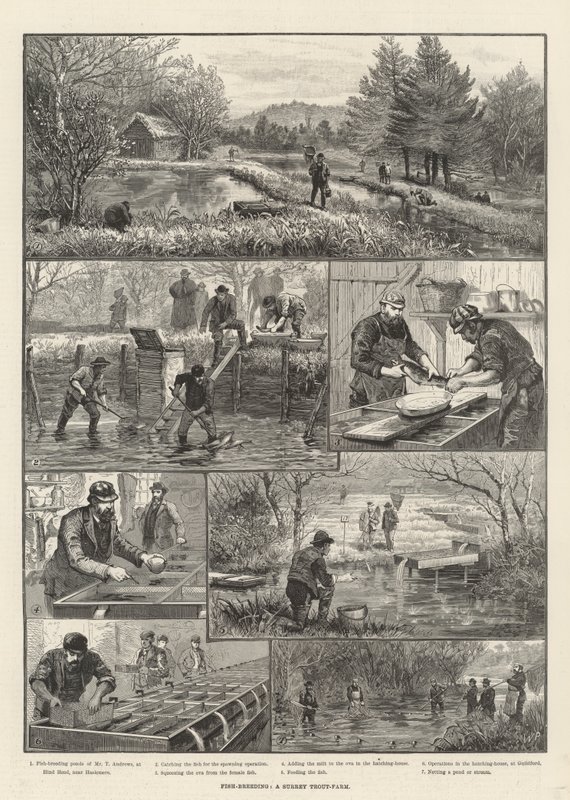Fiskeoppdrett, en Surrey-ørretfarm av Walter Paget