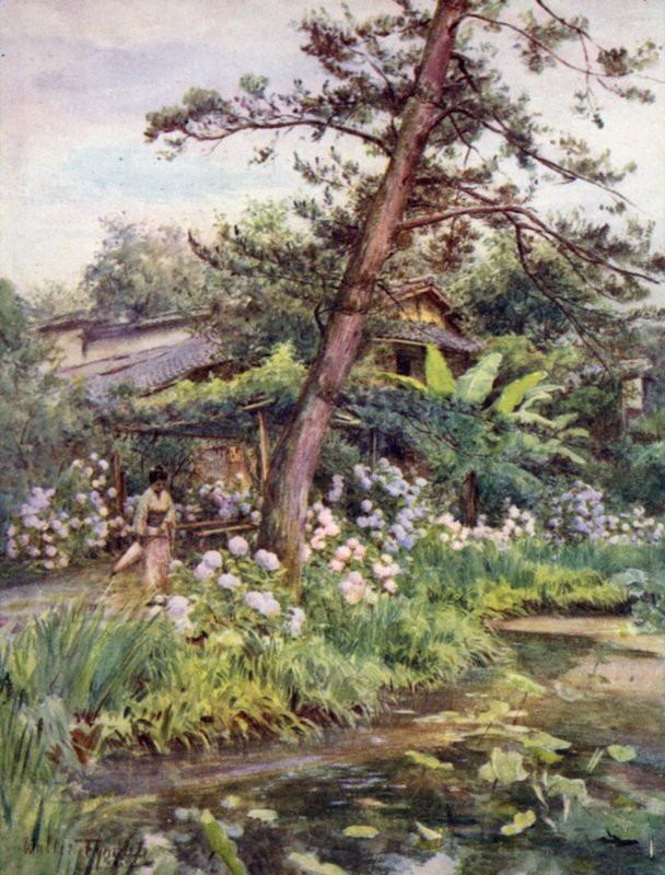 Hortensia i tehagen i Nichi Otani, Kyoto av Walter Frederick Roofe Tyndale