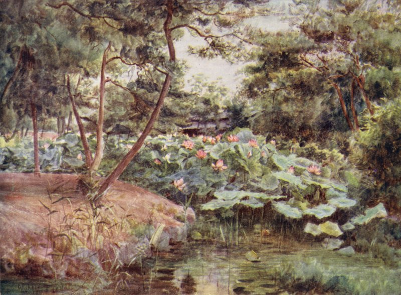 Furu og rosa lotuser på Kofu av Walter Frederick Roofe Tyndale