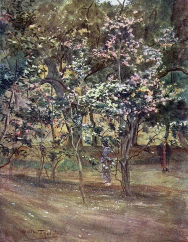 Single Camelias i Ueno Park, Tokio av Walter Frederick Roofe Tyndale