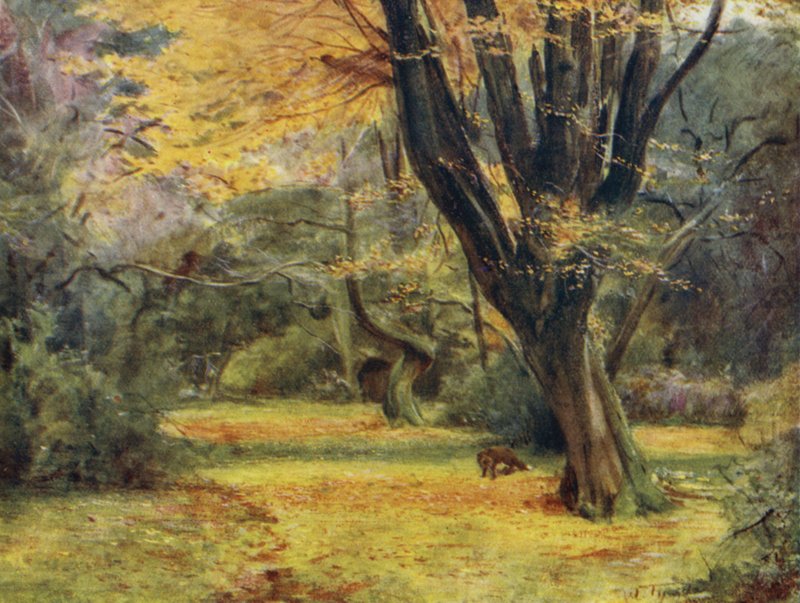 The New Forest: Maples, nær Queen's Bower (farge litho) av Walter Frederick Roofe Tyndale