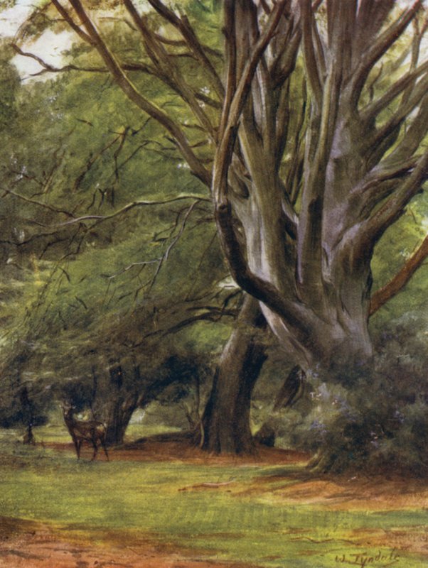 The New Forest: Penerley Woods (farge litho) av Walter Frederick Roofe Tyndale
