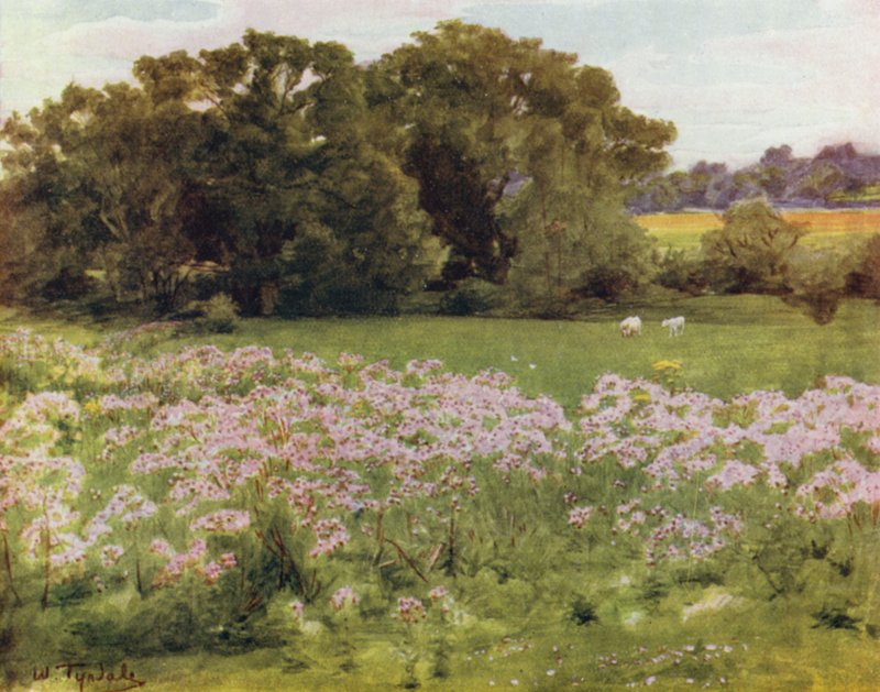 The New Forest: Riversdale, Boldre (farge litho) av Walter Frederick Roofe Tyndale