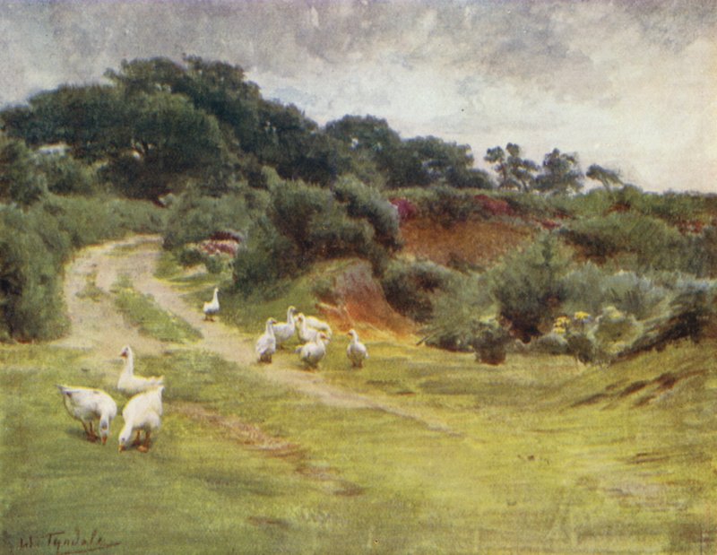 The New Forest: Royden Common, nær Brokenhurst (farge litho) av Walter Frederick Roofe Tyndale