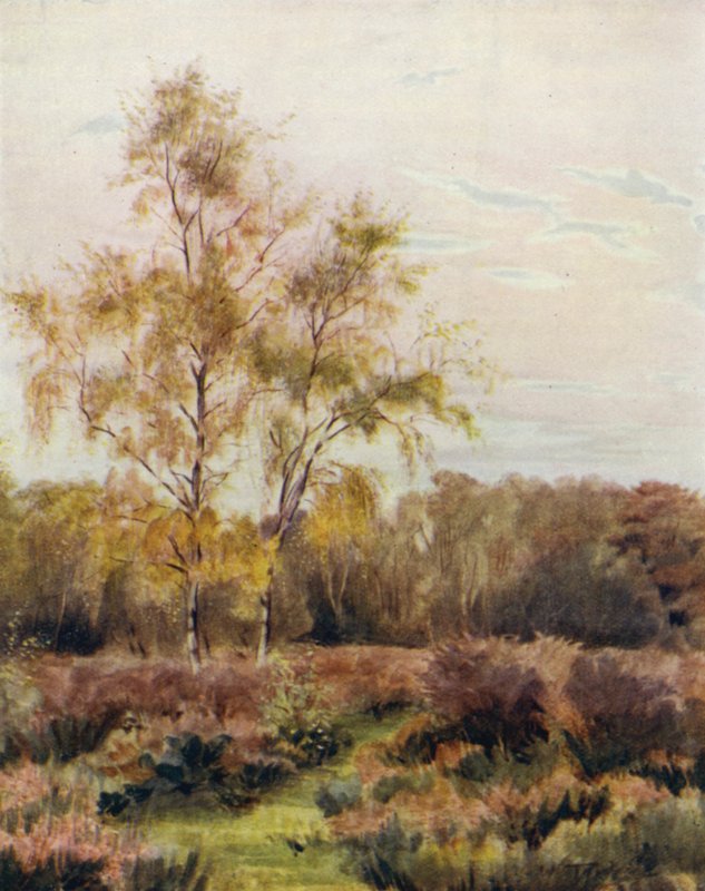 The New Forest: Rushpole Common, nær Lyndhurst Race Course av Walter Frederick Roofe Tyndale